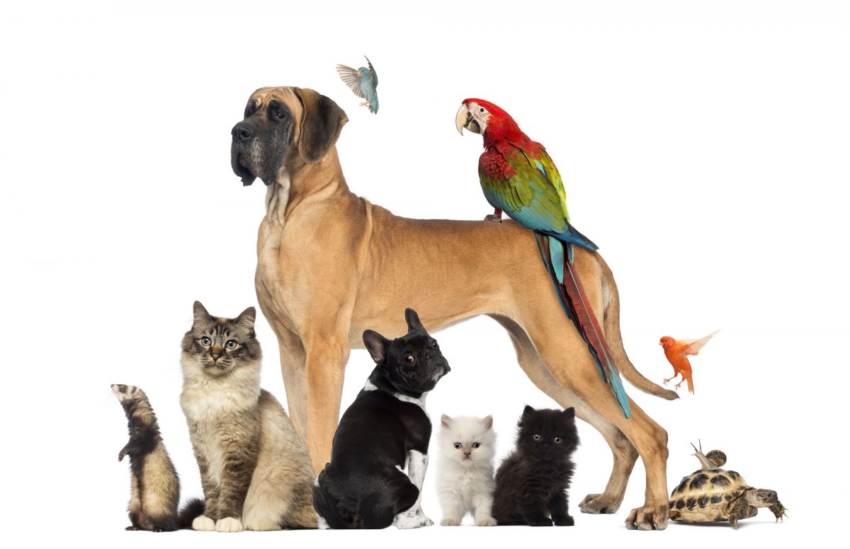 https://www.pharma-domicile.be/media/news/img/normal/animaux-pets.jpg